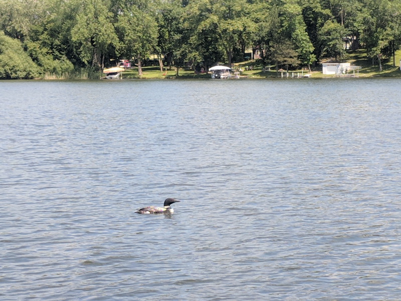 Loon!